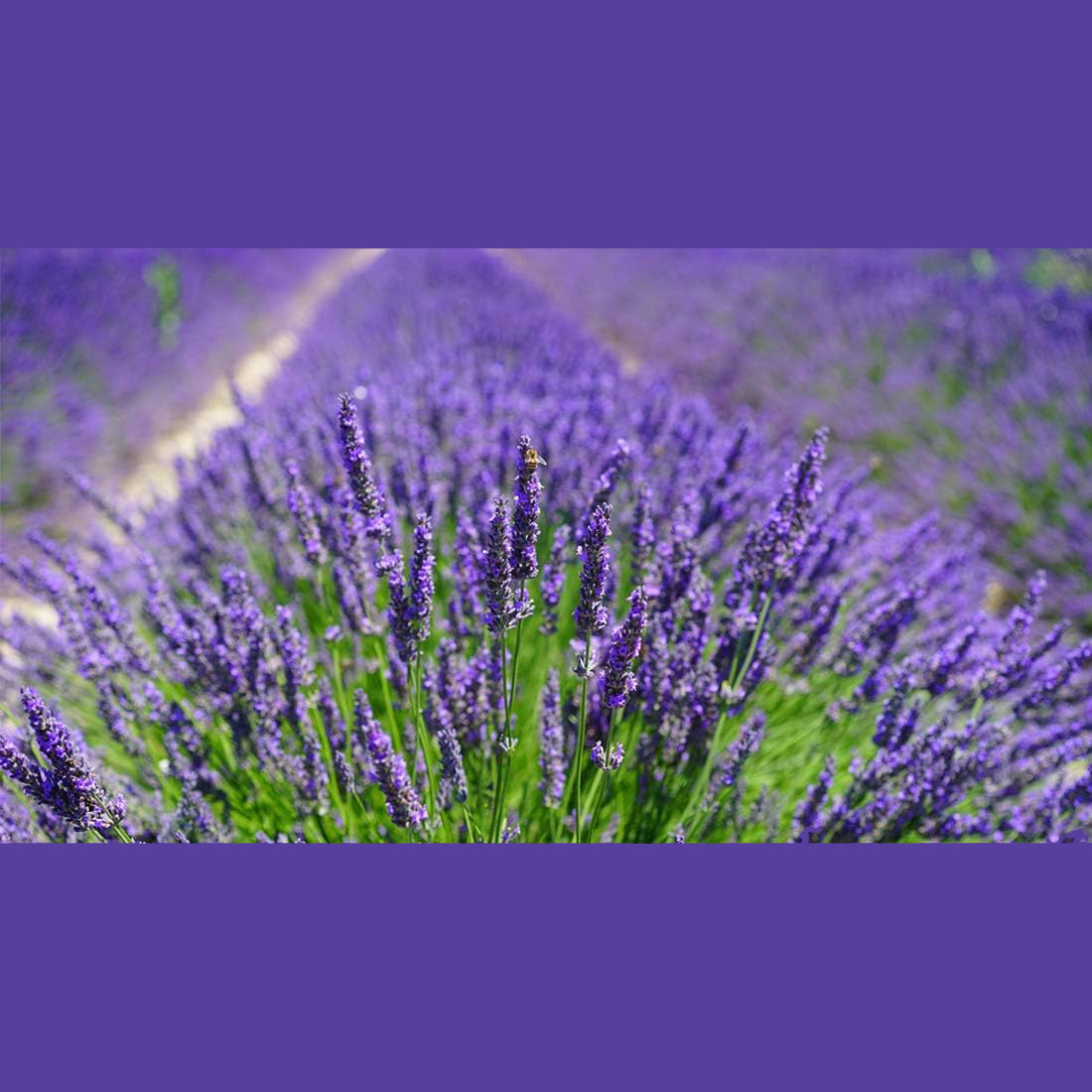 10Pcs Natural Lavender Sachets - огляд і ціна Home Fragrance Lavender